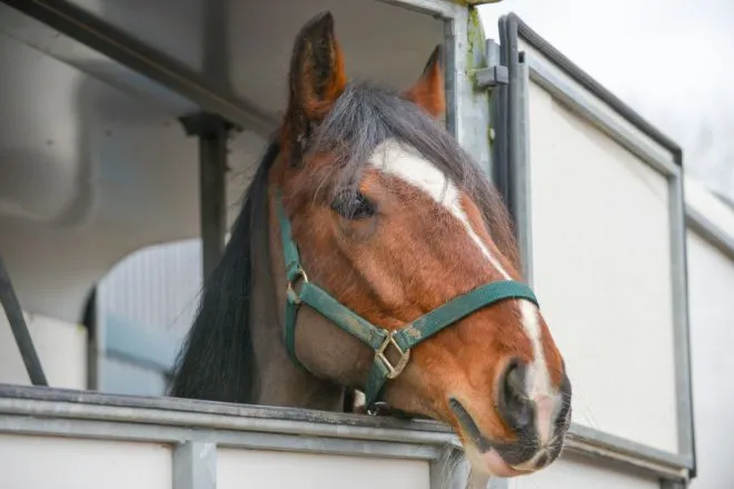 4 Tips for Choosing the Right Horse Trailer for You