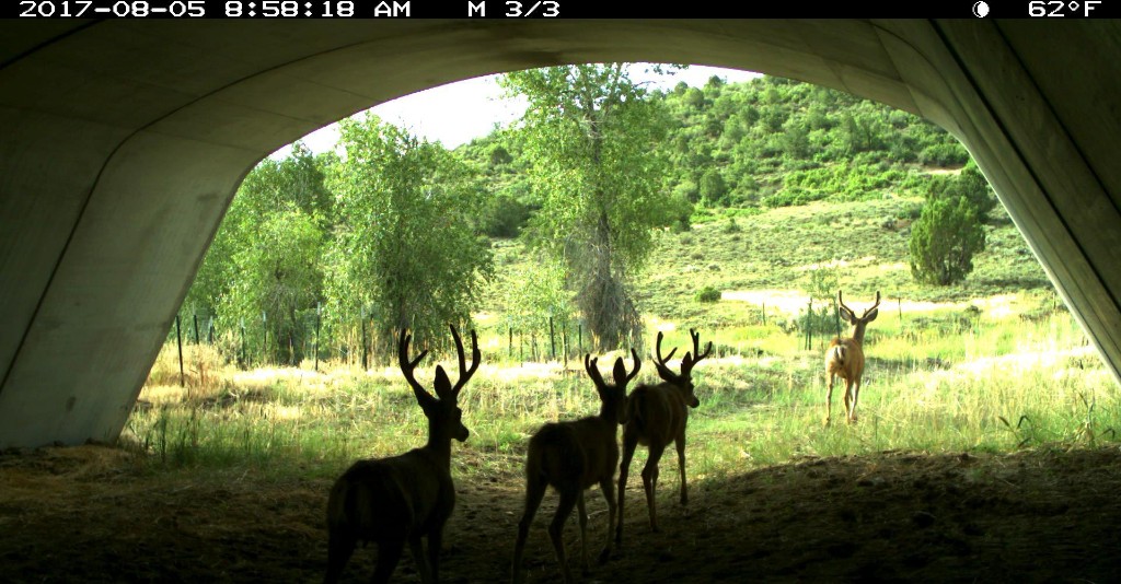 PICT Deer Underpass - CPW