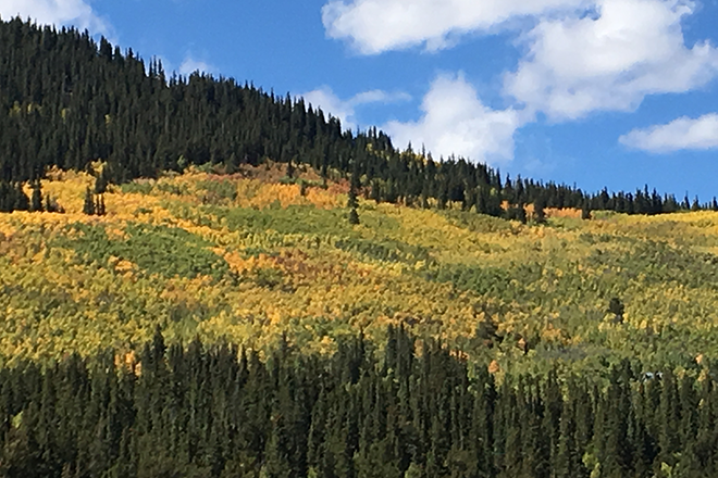 PICT Fall Tree Colors 1 - Chris Sorensen