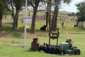 Bear near Eads