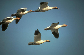 Snow Geese in Flight