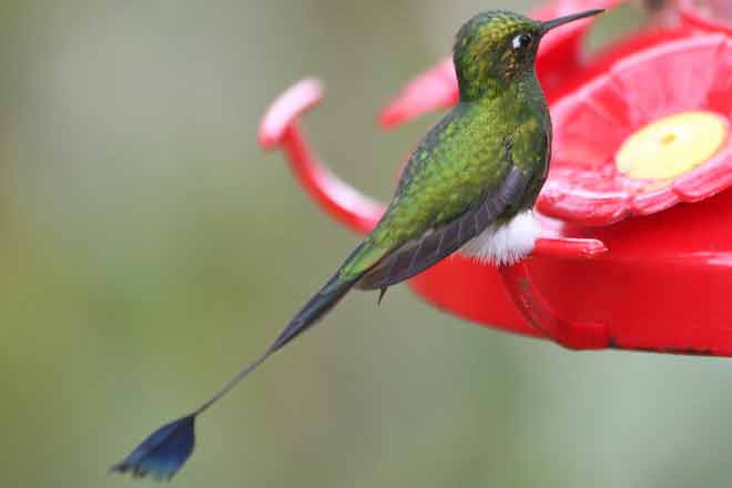 PROMO 64J1 Animal - Hummingbird Booted racket-tail Ecuador Ocreatus underwoodii - wikimedia - public domain
