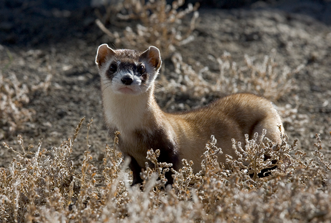 PROMO 660 x 440 Animal - Black Footed Ferret - USFWS