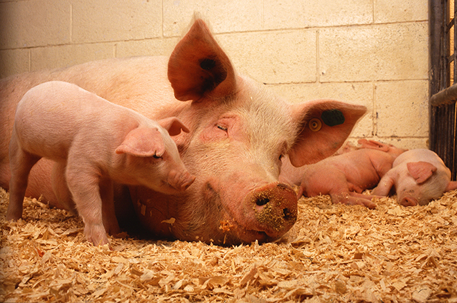 PROMO 660 x 440 Animal - Sow Piglets - Wikimedia