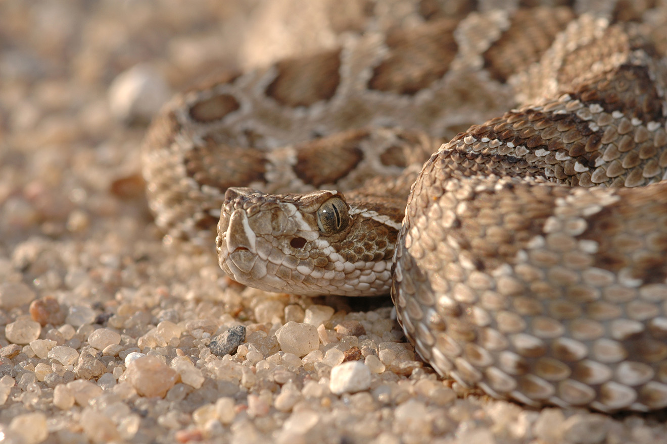PROMO 64 Animal - Snake Rattlesnake - iStock - Shoemcfly - 89474309