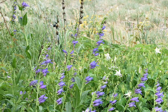 PROMO 660 x 440 Plant - Foxglove Columbine Purple Blue - Chris Sorensen