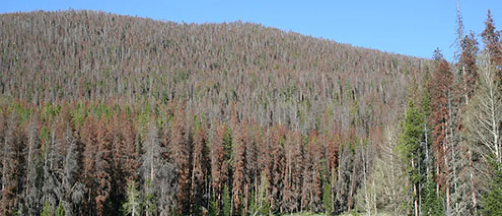 PICT - 800 Million Dead Standing Trees