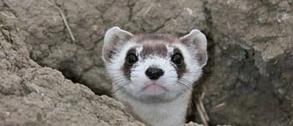 PICT - Black Footed Ferret - USFWS PICT - Black Footed Ferret - USFWS