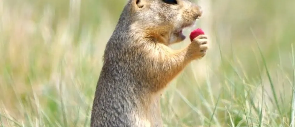 PICT Prairie Dog Eating Vaccine Bait - CPW