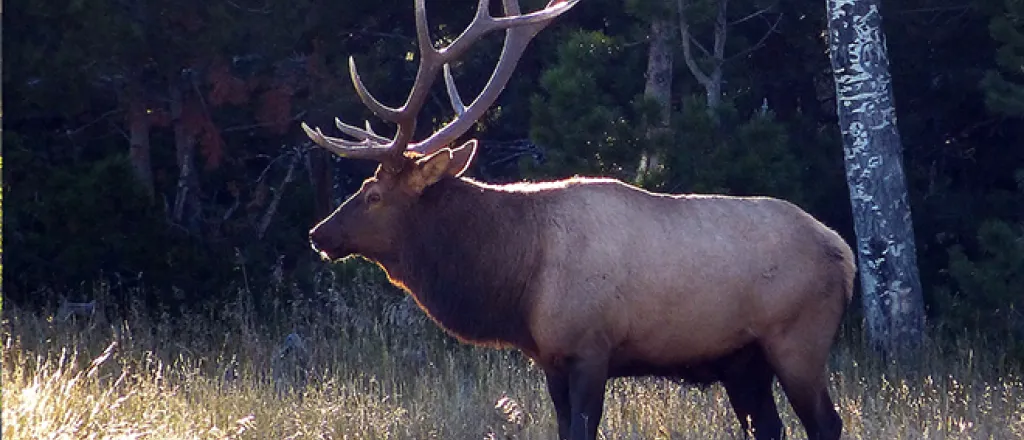 PICT Hunting Bull elk - CPW PICT Hunting Bull elk - CPW