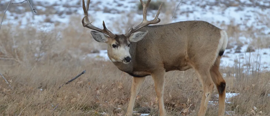 PICT Hunting Mule deer - CPW