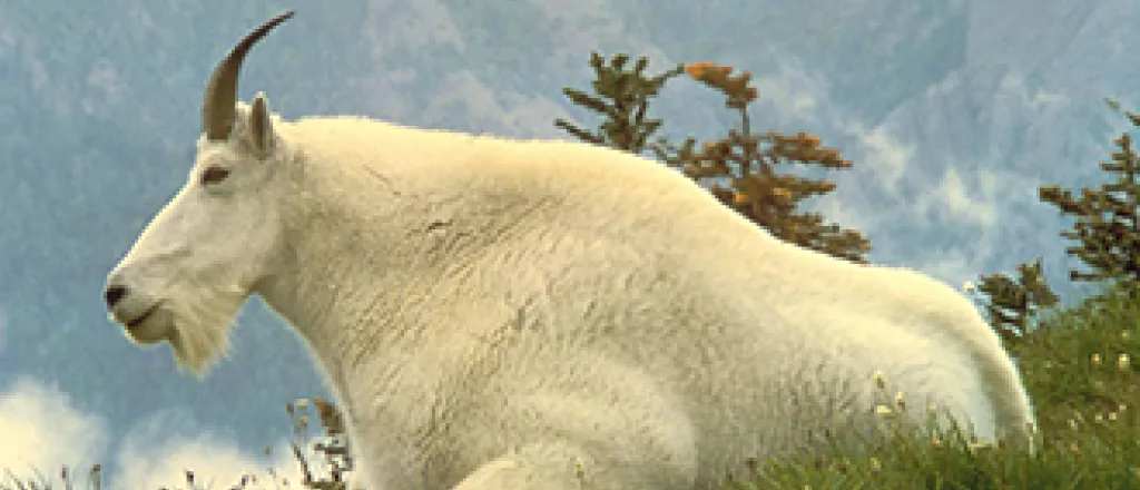 PICT Mountain Goat - USFWS PICT Mountain Goat - USFWS