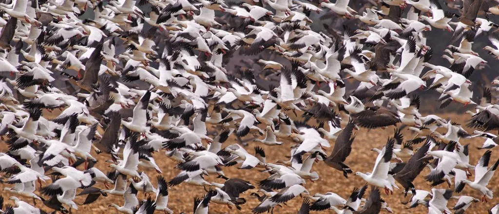 PICT - Snow Geese in Flight - Sharon Stitler