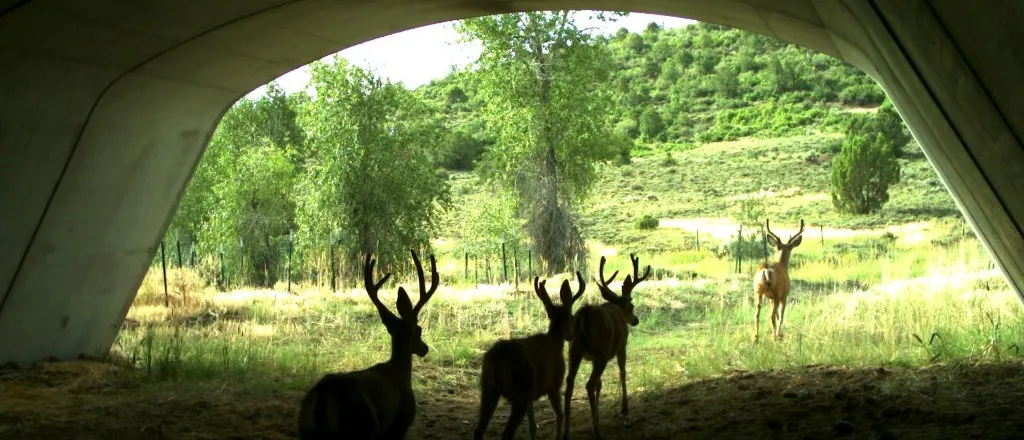 PICT Deer Underpass - CPW PICT Deer Underpass - CPW