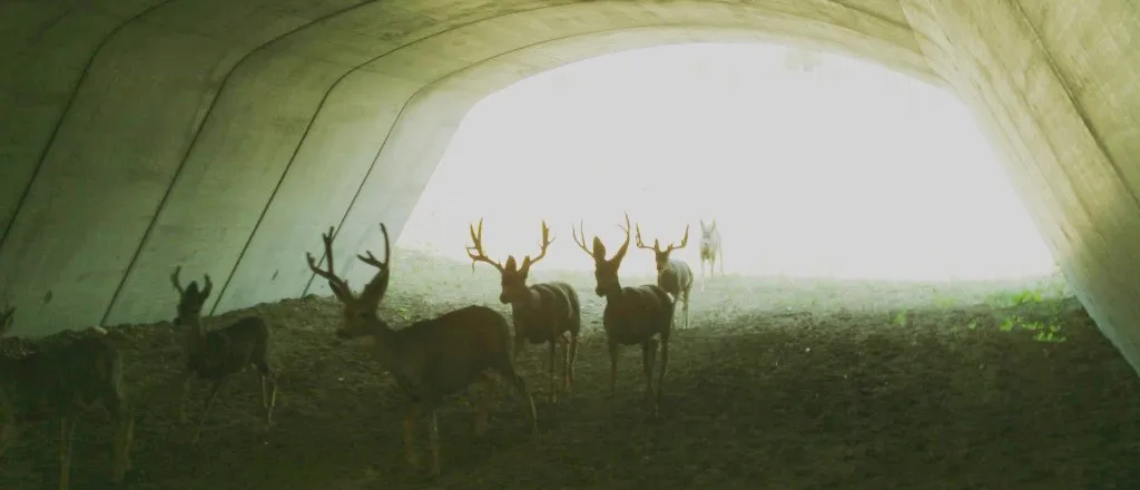 PICT Deer Underpass 2 - CPW PICT Deer Underpass 2 - CPW