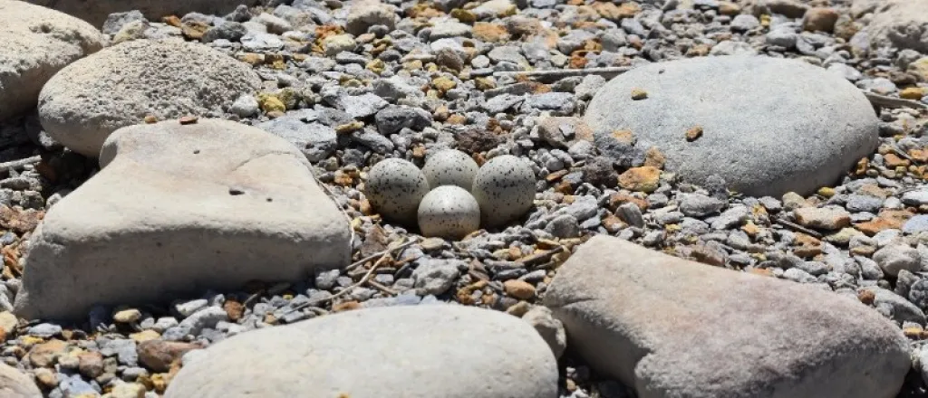 PICT Plover eggs at John Martin Reservoir - CPW