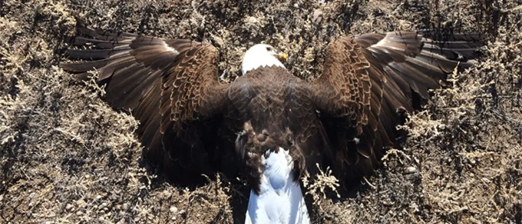 PICT Dead Eagle - CPW PICT Dead Eagle - CPW