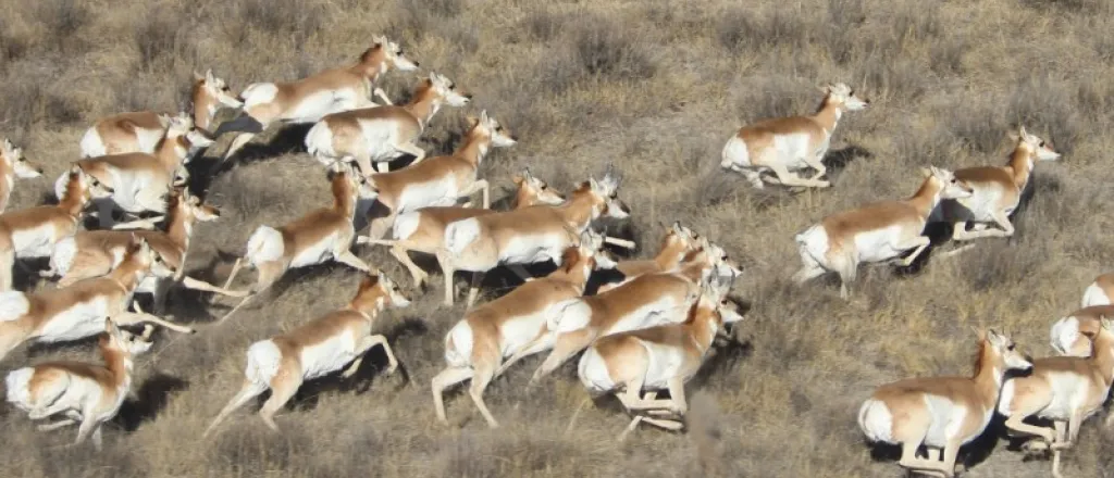 PICT Pronghorn Antelope Herd Running - CPW PICT Pronghorn Antelope Herd Running - CPW