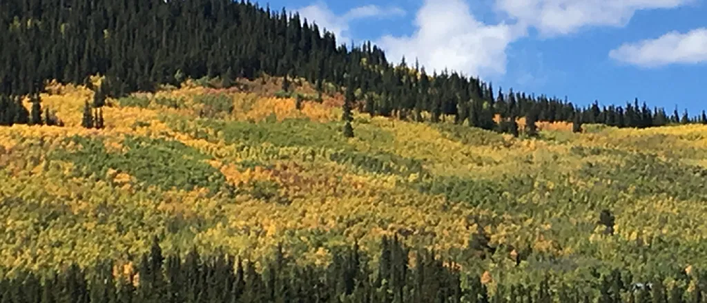 PICT Fall Tree Colors 1 - Chris Sorensen PICT Fall Tree Colors 1 - Chris Sorensen