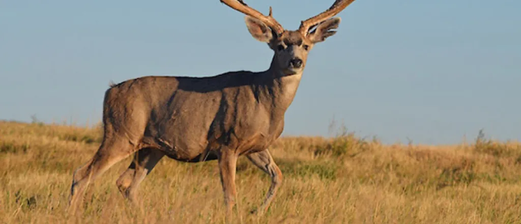 PICT Deer - CPW PICT Deer - CPW