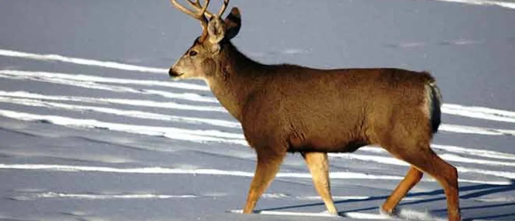 Deer in snow - CPW