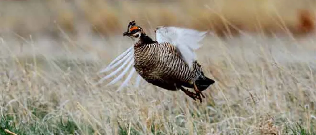 PICT 64J1 Male Lesser Prairie Chicken in Flight - CPW