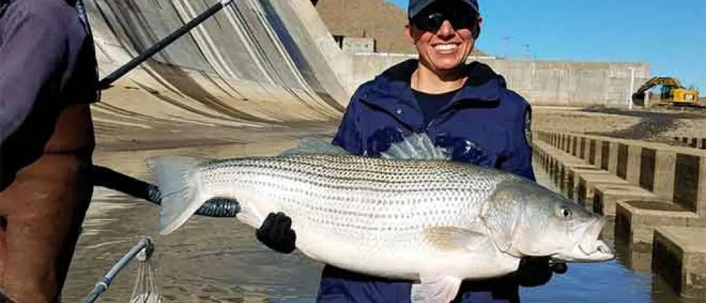 PICT Fish recovery at John Martin Reservoir - CPW