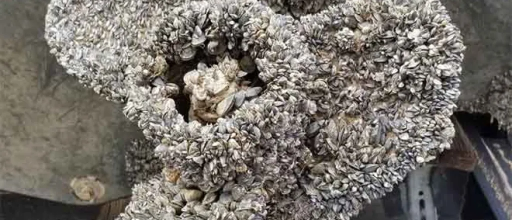 PICT Boat propeller infested with mussels - CPW