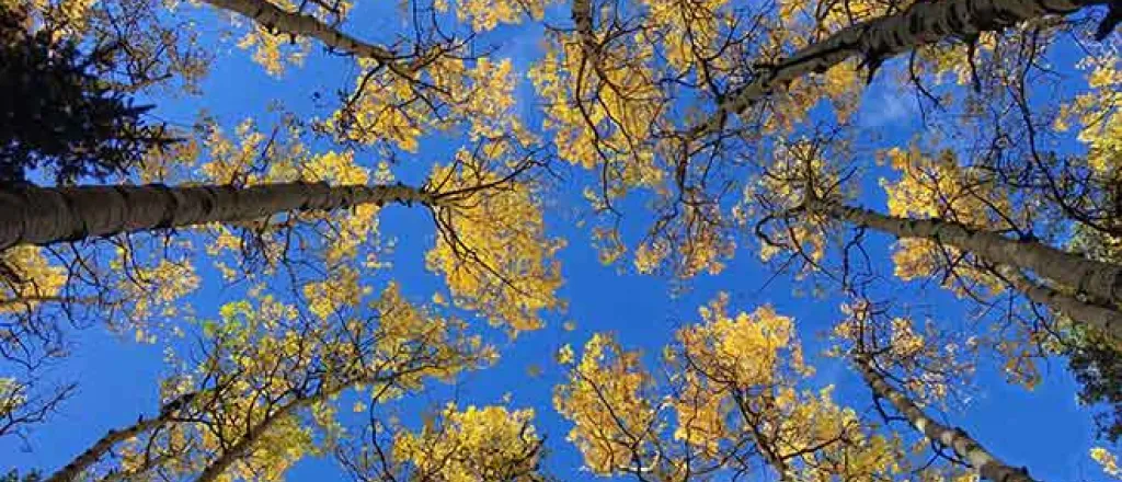 PICT 64J1 EarthTalk Aspen trees - FlickrCC - John Fowler PICT 64J1 EarthTalk Aspen trees - FlickrCC - John Fowler