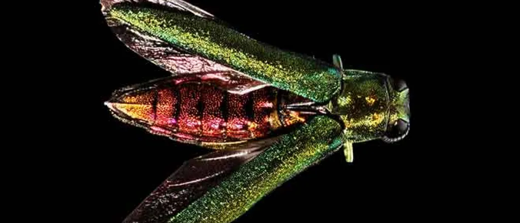 PICT EarthTalk - Emerald Ash Borer