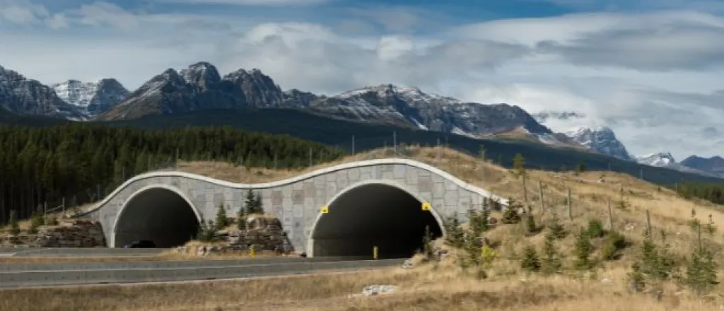 How infrastructure projects can help wildlife How infrastructure projects can help wildlife