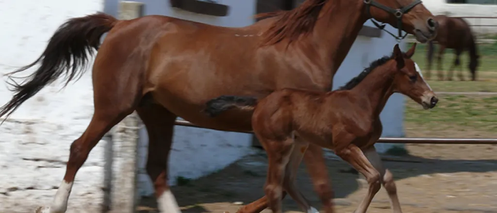 Animal - Horse colt Adult horse and colt trotting near a building