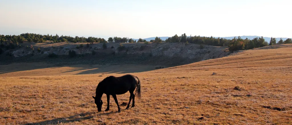 Lone horse grazing in a mountain pasture