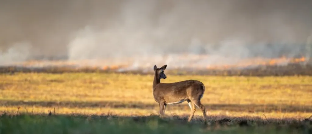 4 ways to help wildlife affected by wildfires A white-tailed doe is seen standing in a dried-out looking field of grass. In the distance a wildfire rages.