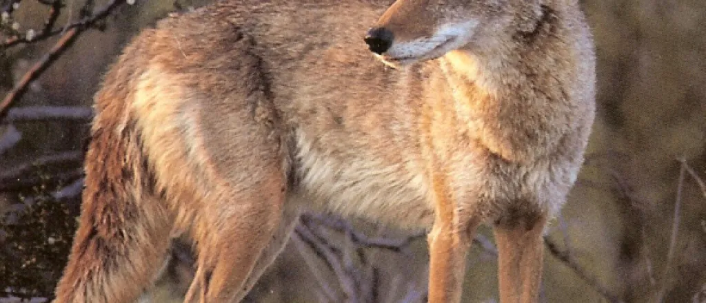 Coyote - CPW Coyote standing in brush looking back into the distance.