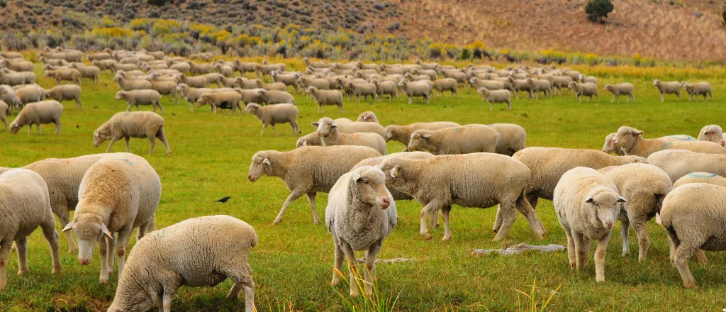 PROMO HIRES Animal - Agriculture Sheep Livestock - Pedro Carrilho - iStock-2146135570 Sheep grazing in a field near a hill.