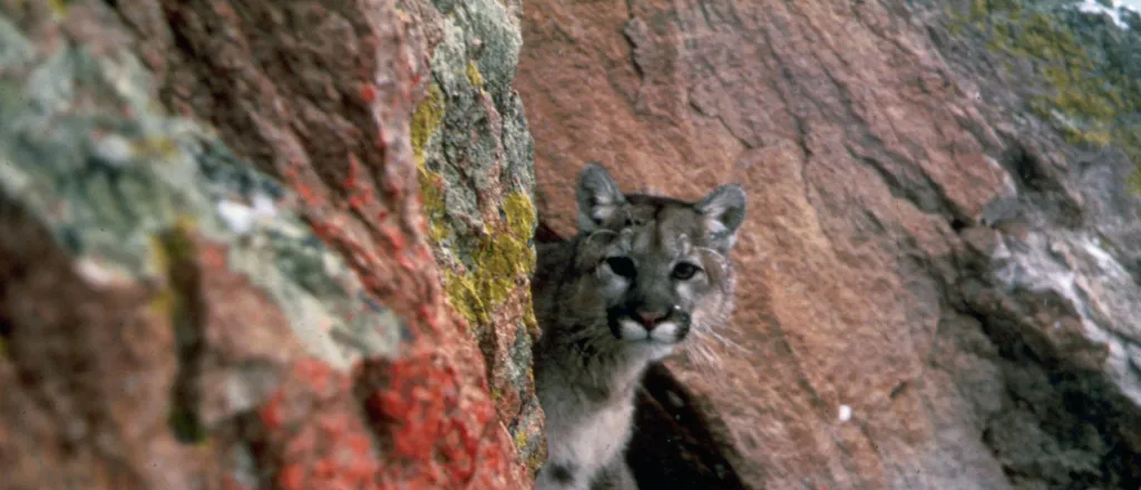 PROMO HIRES Animal - Mountain Lion - USFWS - public domain Mountain lion peaking around rocks.