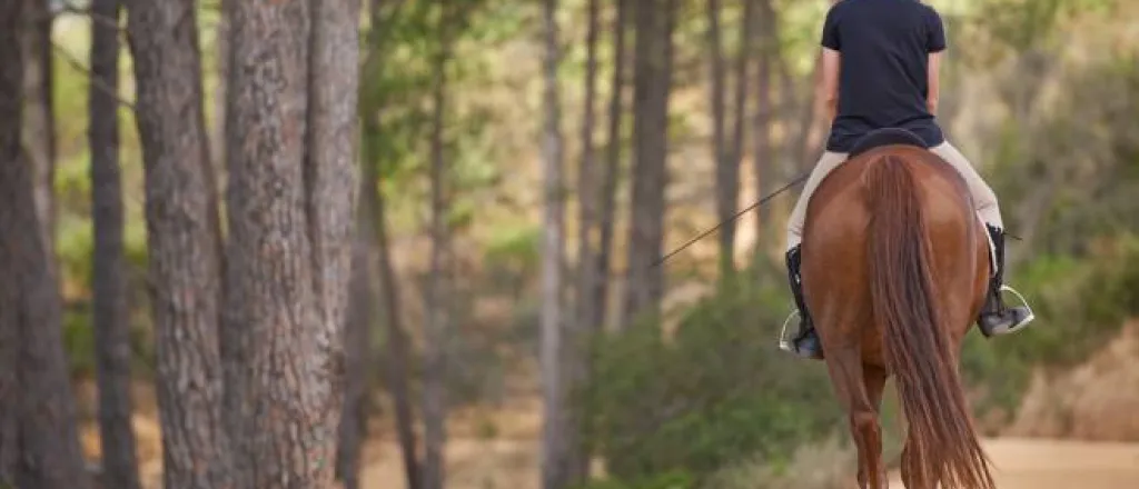 A equestrian riding their horse on a dirt path under a tree line. They are using a horse lead, dressed in a helmet and gear. A equestrian riding their horse on a dirt path under a tree line. They are using a horse lead, dressed in a helmet and gear.