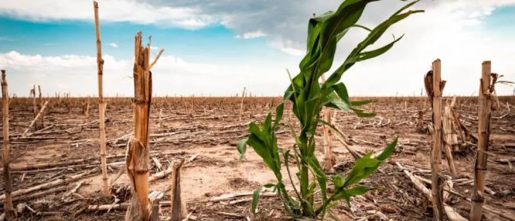 A single green corn stalk in a drought-stricken field full of dry, compacted soil and dead, chopped crops under a cloudy sky. A single green corn stalk in a drought-stricken field full of dry, compacted soil and dead, chopped crops under a cloudy sky.