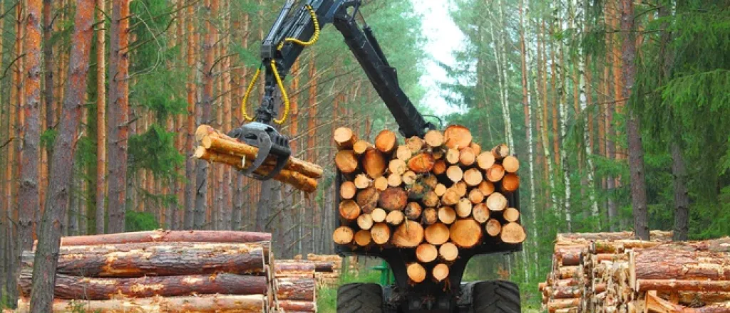 A Closer Look At What Goes Into a Career in Forestry A heavy-duty black truck parked in the forest with chopped logs on the back end. There are logs laying next to the truck.