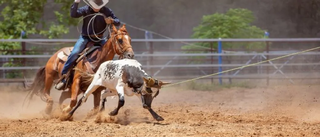 A man is riding a horse and is attempting to rope a calf. The man is wearing rodeo gear and a cowboy hat.