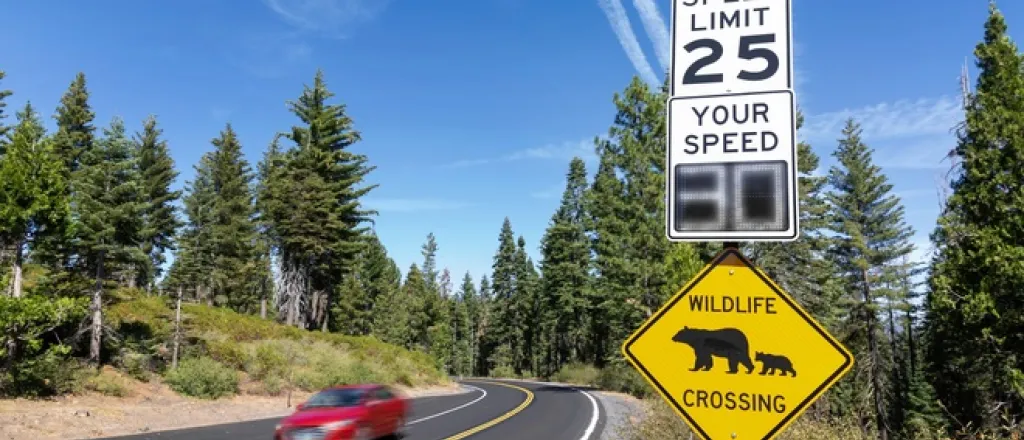 5 ways to make Colorado’s rural roads safer for travel A rural road with wildlife and speed signs, lined on either side with forest areas. A red car drives along the road.