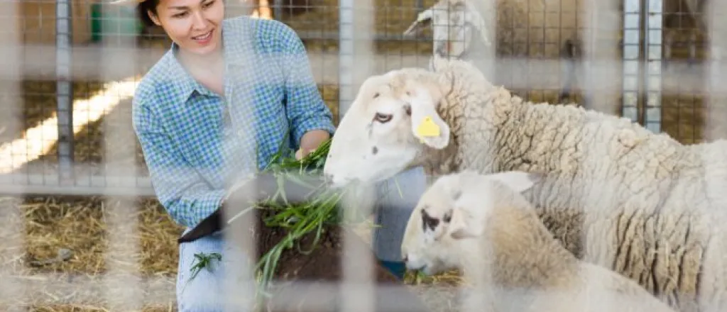 A woman sits outside on her land, wearing a straw hat, and feeds a herd of fluffy, white sheep in a farm stall.