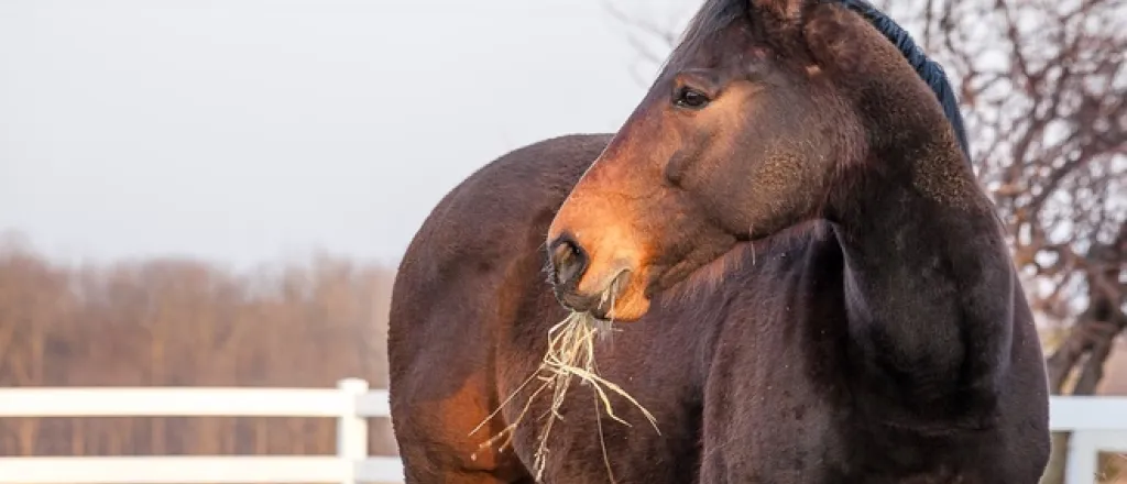 A dark brown horse with a black, braided mane munching on hay while standing in a pasture in winter.