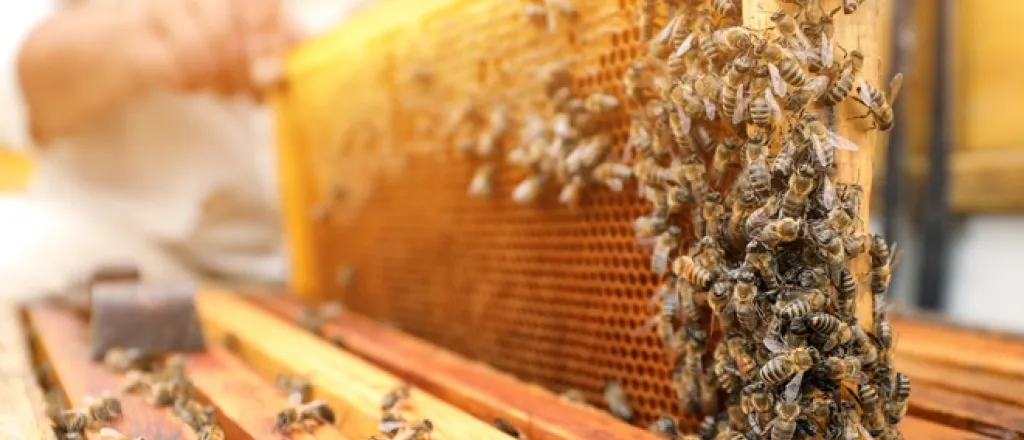 A beekeeper in a white protective suit lifting a frame covered in honeycomb and bees from a beehive.