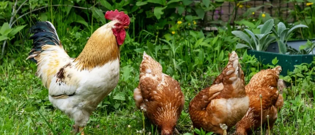 A rooster and a few hens foraging in a lush, grassy, fenced-off area dotted with dandelions and wild greenery.