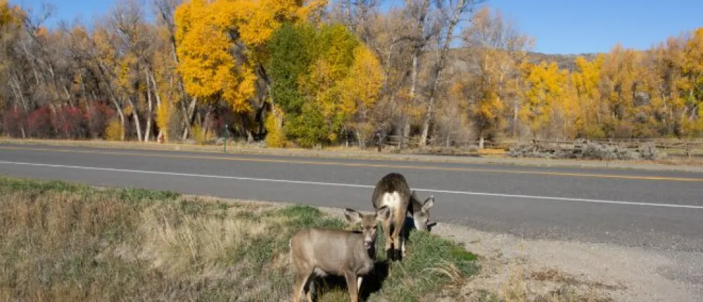 Two deer stand in roadside grass beside a paved road, with autumn trees and a clear blue sky in the background.