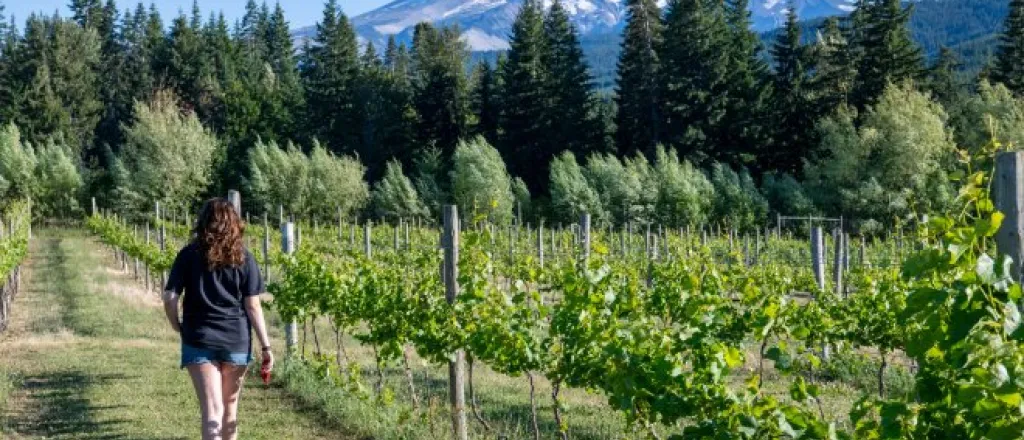 A rear view of a woman in a T-shirt and jean shorts walking down the rows of a vineyard with a mountain in the background.