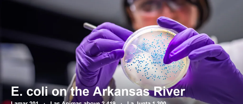A lab worker in purple gloves holds a petri dish dotted with blue E. coli colonies. Text reads: E. coli on the Arkansas River. Lamar 201, Las Animas above 2,419, La Junta 1,300. State readings for September 12. Above 235 is not safe for recreation.