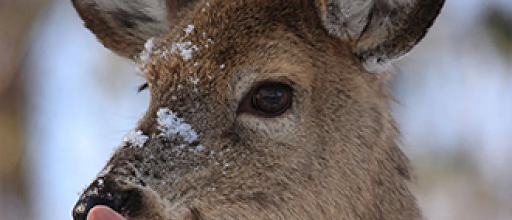 Deer in snow